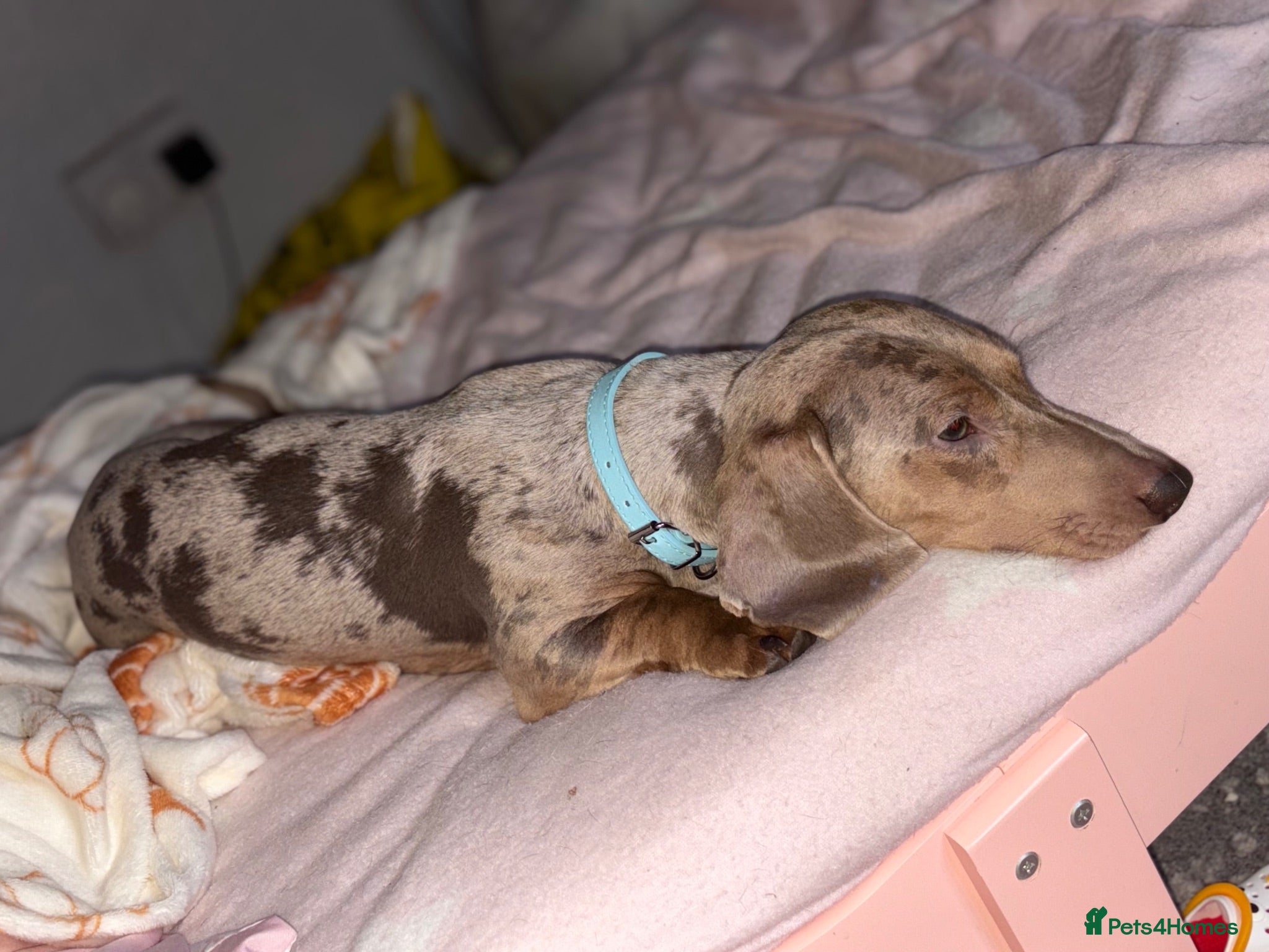 Miniature Dachshund dogs Isabella dapple for stud  - Advert 13