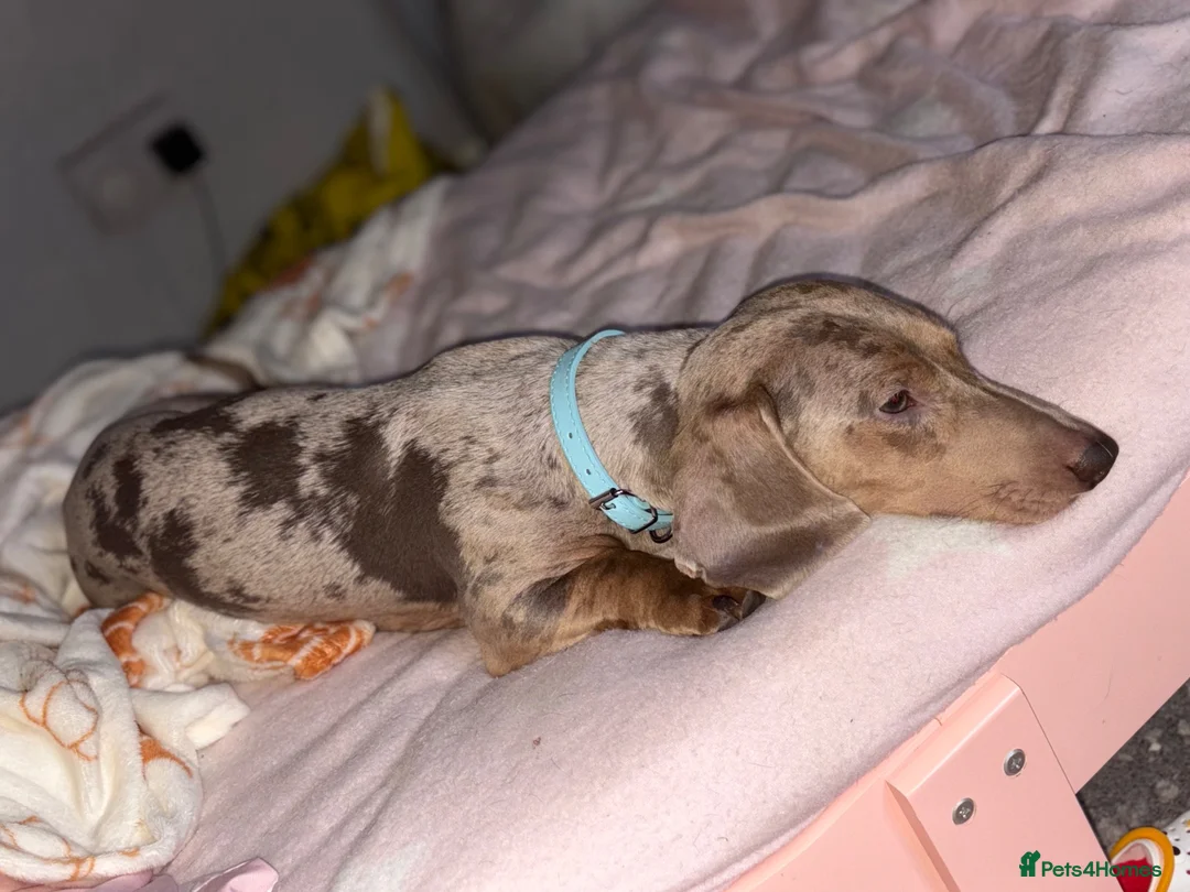 Miniature Dachshund dogs for stud: Isabella dapple for stud  - Advert 1