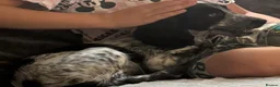 Cocker Spaniel dogs for sale: 5 month old Cocker Spaniel  in Washington - Advert 3