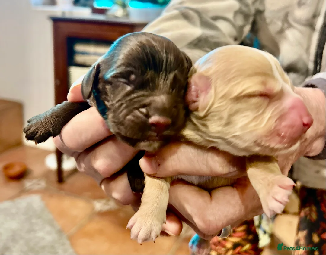 Cocker Spaniel dogs for sale: Home bred Family Temperament Cocker - Advert 1