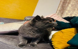 British Shorthair cats for sale: Adorable Active Pure British short hair - Image 9