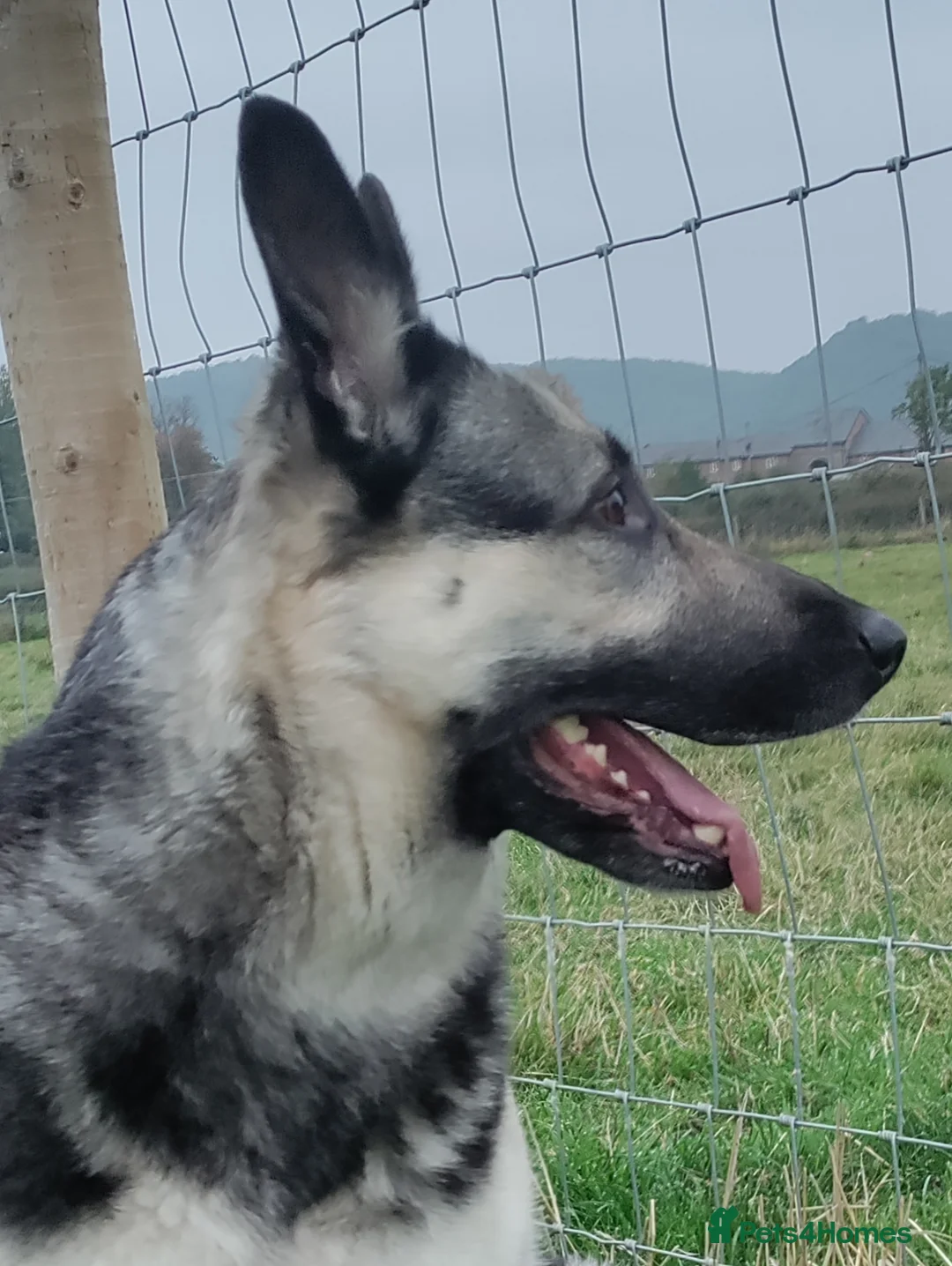 Mixed Breed dogs for sale: East European Shepherd  - Advert 4