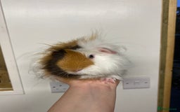 Guinea Pig rodents for sale: Long haired Guinea Pigs For Sale - Image 27