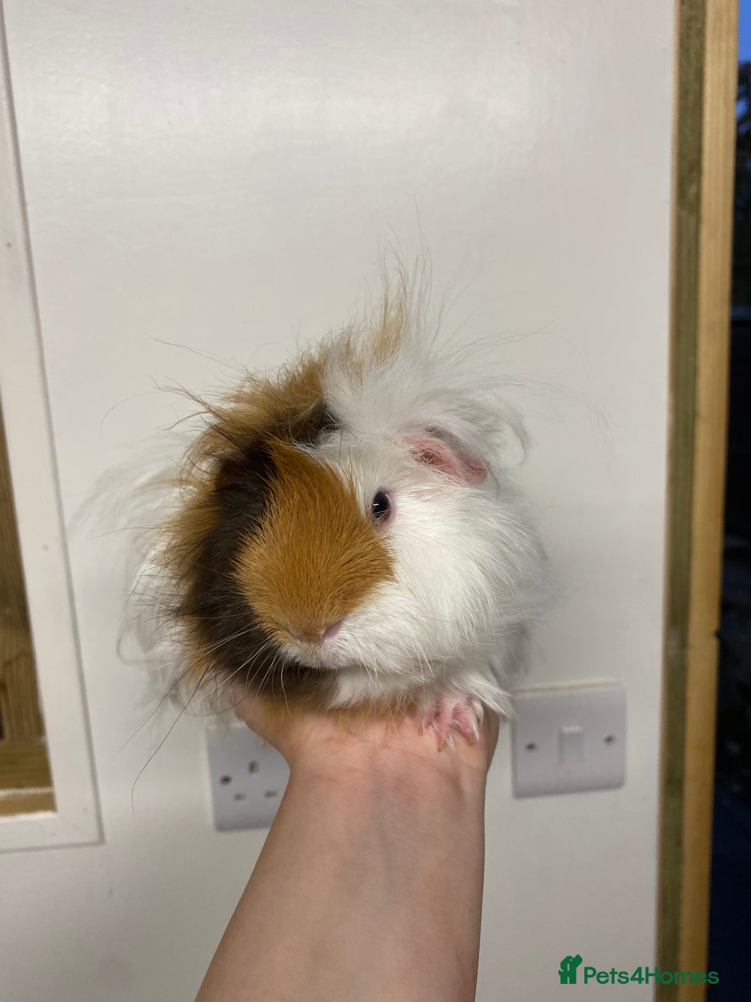 Guinea Pig rodents for sale: Long haired Guinea Pigs For Sale - Image 27