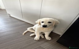 Golden Retriever dogs for sale: Stunning cream golden retriever dog. 14 weeks old - Image 3