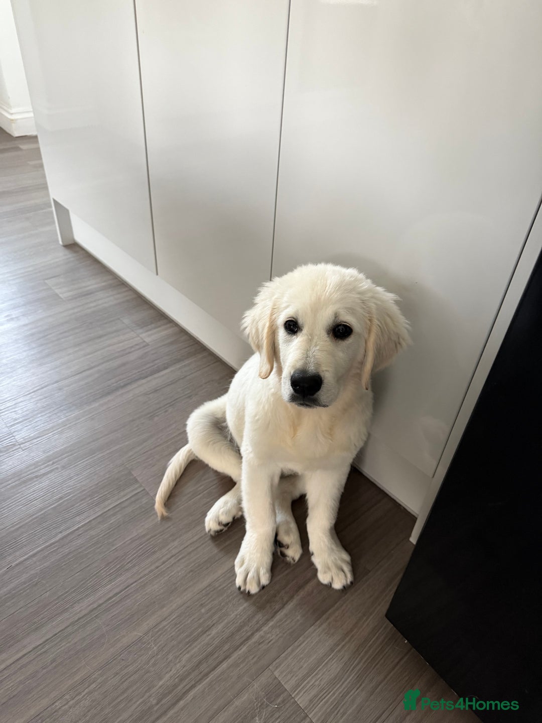 Golden Retriever dogs for sale: Stunning cream golden retriever dog. 14 weeks old - Image 3