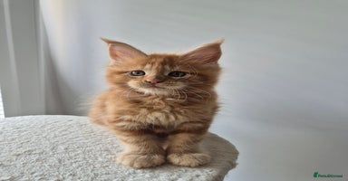 Maine Coon cats - Advert 12