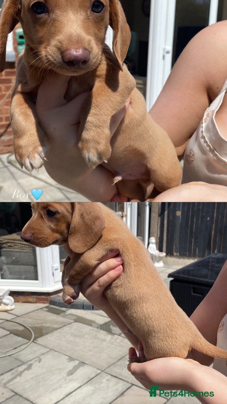 Miniature Dachshund dogs Adorable miniature Dachshund puppies  - Advert 2