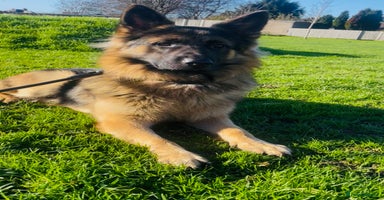 German Shepherd dogs Champion bloodline German Shepherd 🥇  - Advert 15