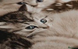 Siberian cats for sale: Gorgeous Kittens For Sale  - Image 4