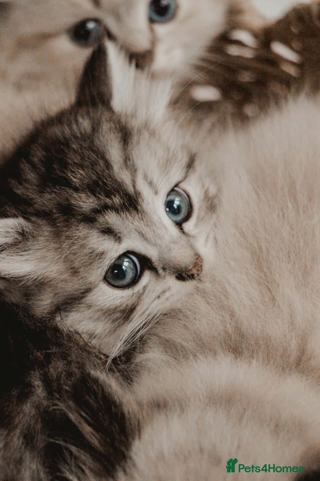Siberian cats for sale: Gorgeous Kittens For Sale  - Image 4