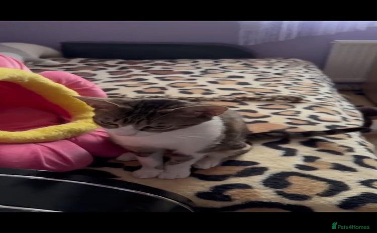 Mixed Breed cats - Advert 5