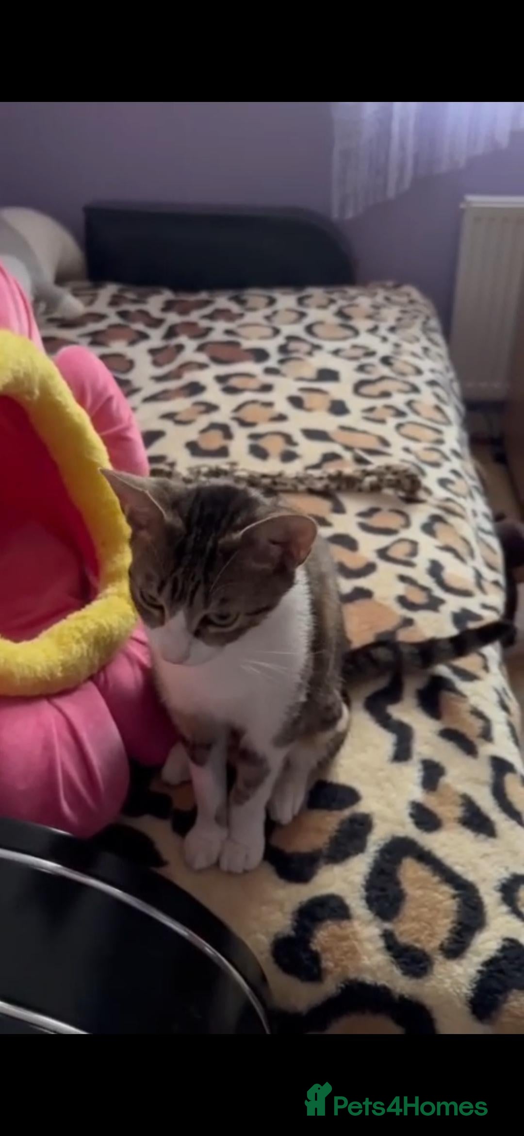 Mixed Breed cats for sale: Stray cat for Adoption - Image 1