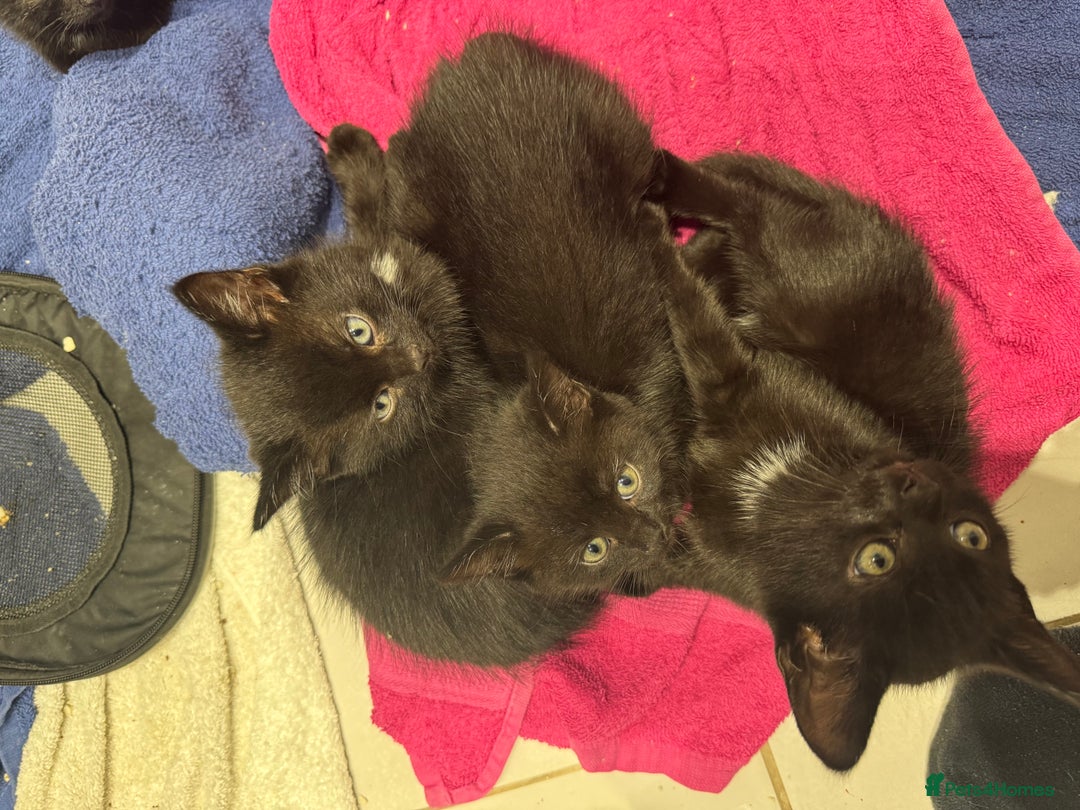 Mixed Breed cats for sale: Tuxedo Kittens  - Image 6