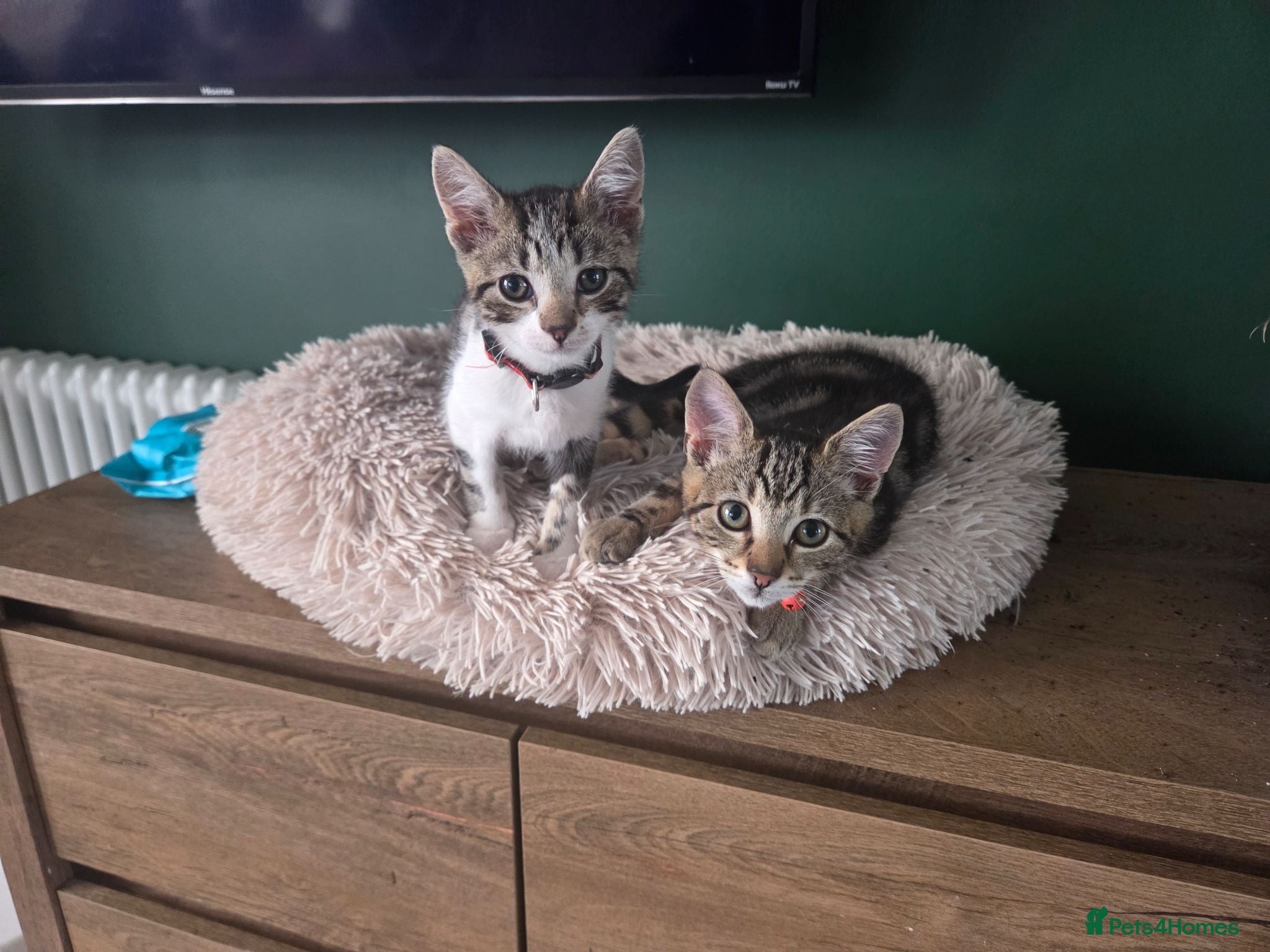Mixed Breed cats Kittens - Advert 1