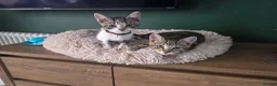 Mixed Breed cats for sale: Kittens in Wigan - Advert 1