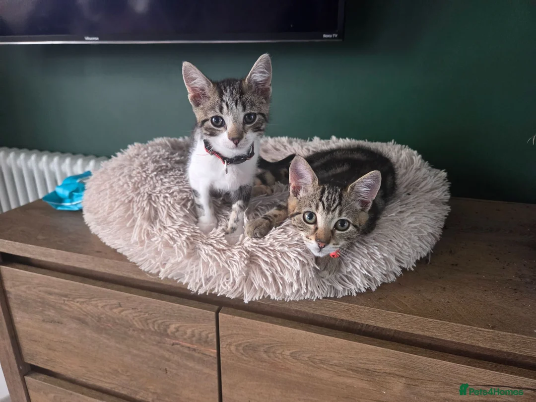 Mixed Breed cats for sale: Kittens in Wigan - Advert 1