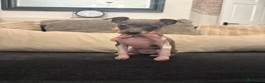 Italian Greyhound 1