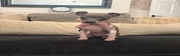 Italian Greyhound dogs for sale: Full Pedigree Blue Italian Greyhound Female Puppy - Advert 2