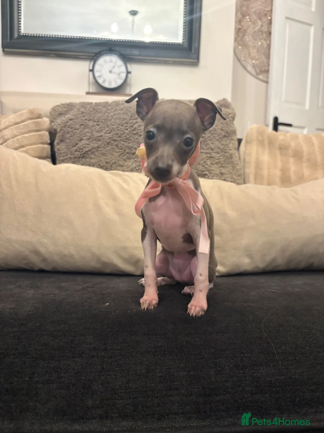 Italian Greyhound dogs for sale: Full Pedigree Blue Italian Greyhound Female Puppy - Advert 2