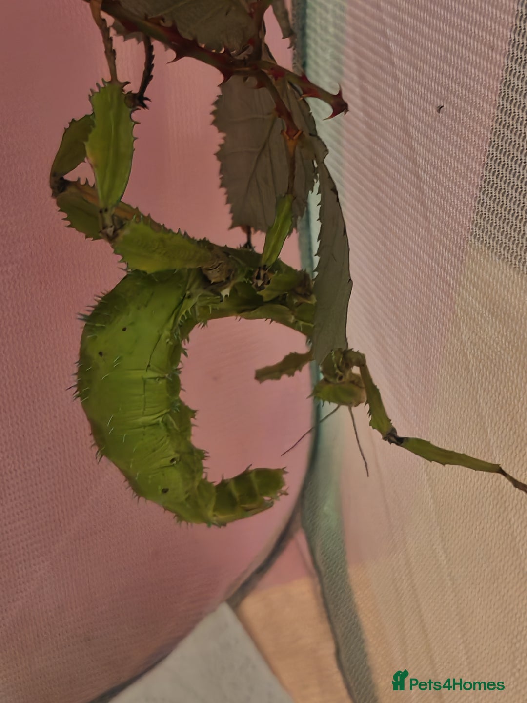 Stick Insects invertebrates for sale: Extatosoma tiaratum, Australian walking stick Eggs - Advert 5