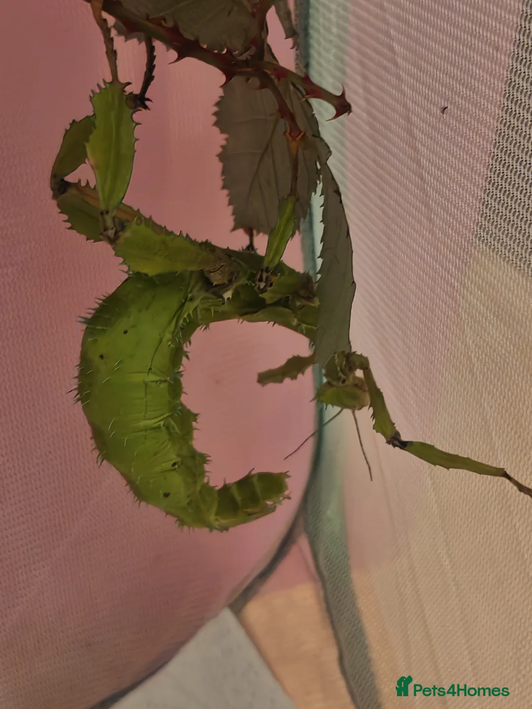 Stick Insects invertebrates for sale: Extatosoma tiaratum, Australian walking stick Eggs - Advert 5