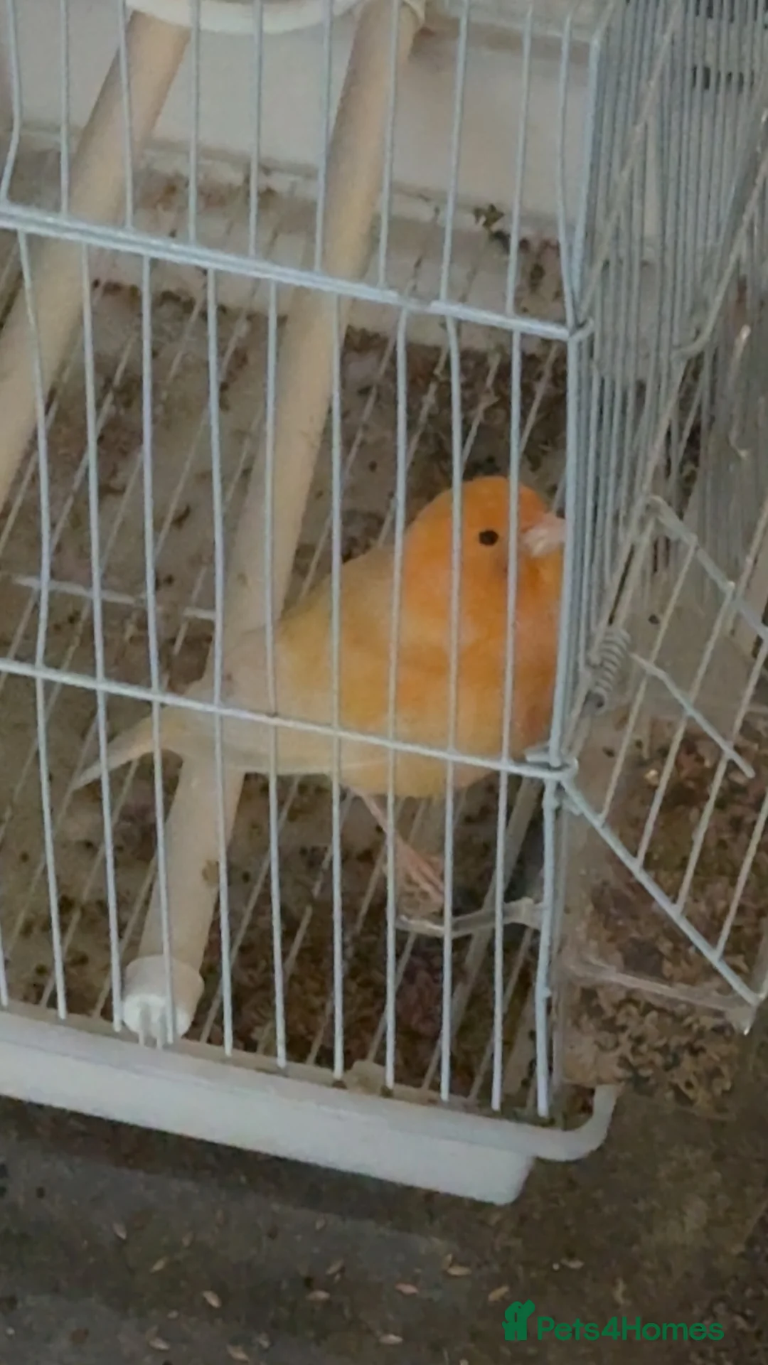 Canaries birds for sale: 10 canary birds for sale  - Advert 2