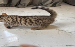 Bengal cats for sale: Bengal Kittens Ready2Go (Mother is TICA certified) in London - Image 8