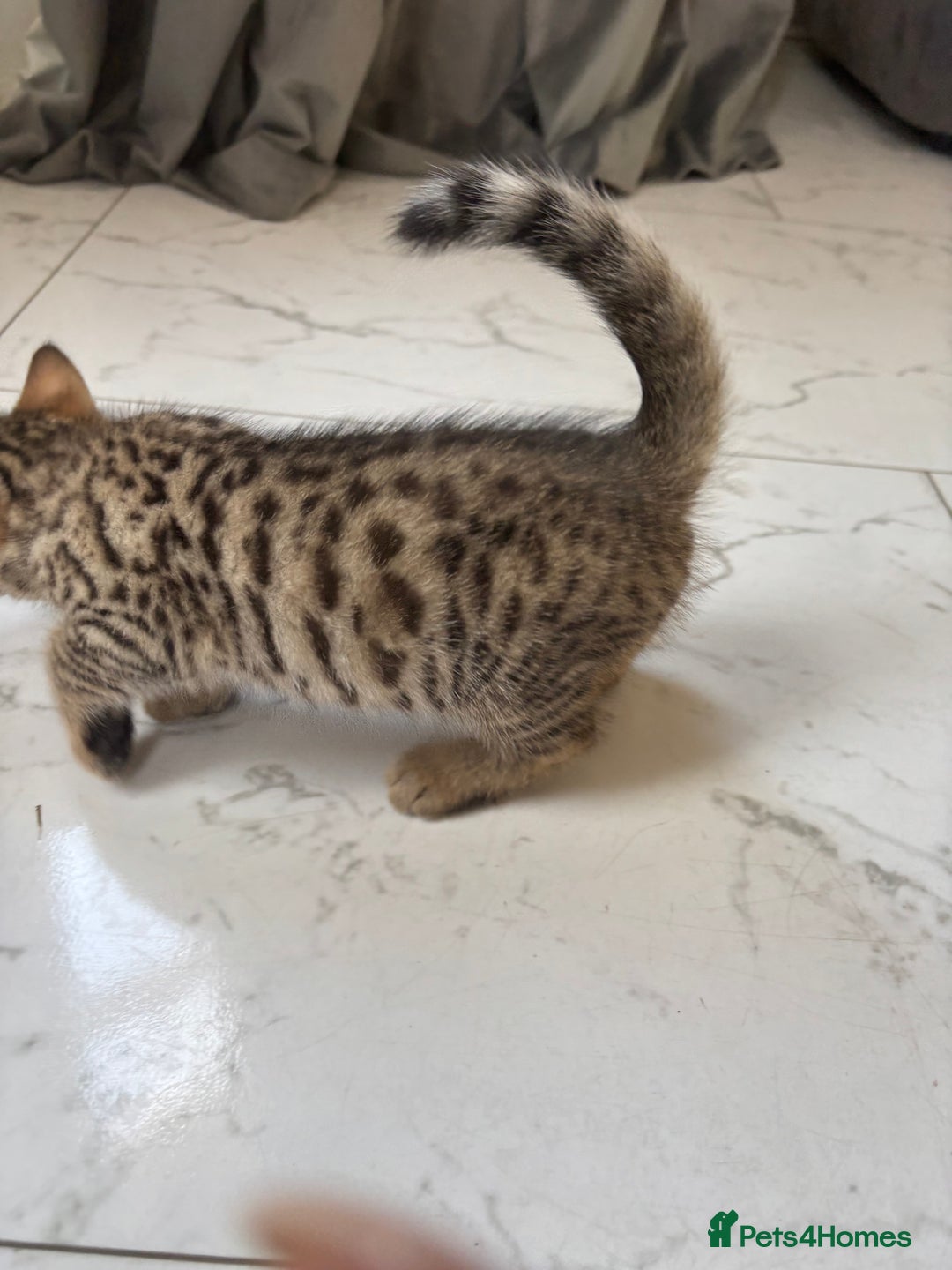 Bengal cats for sale: Bengal Kittens Ready2Go (Mother is TICA certified) in London - Image 8
