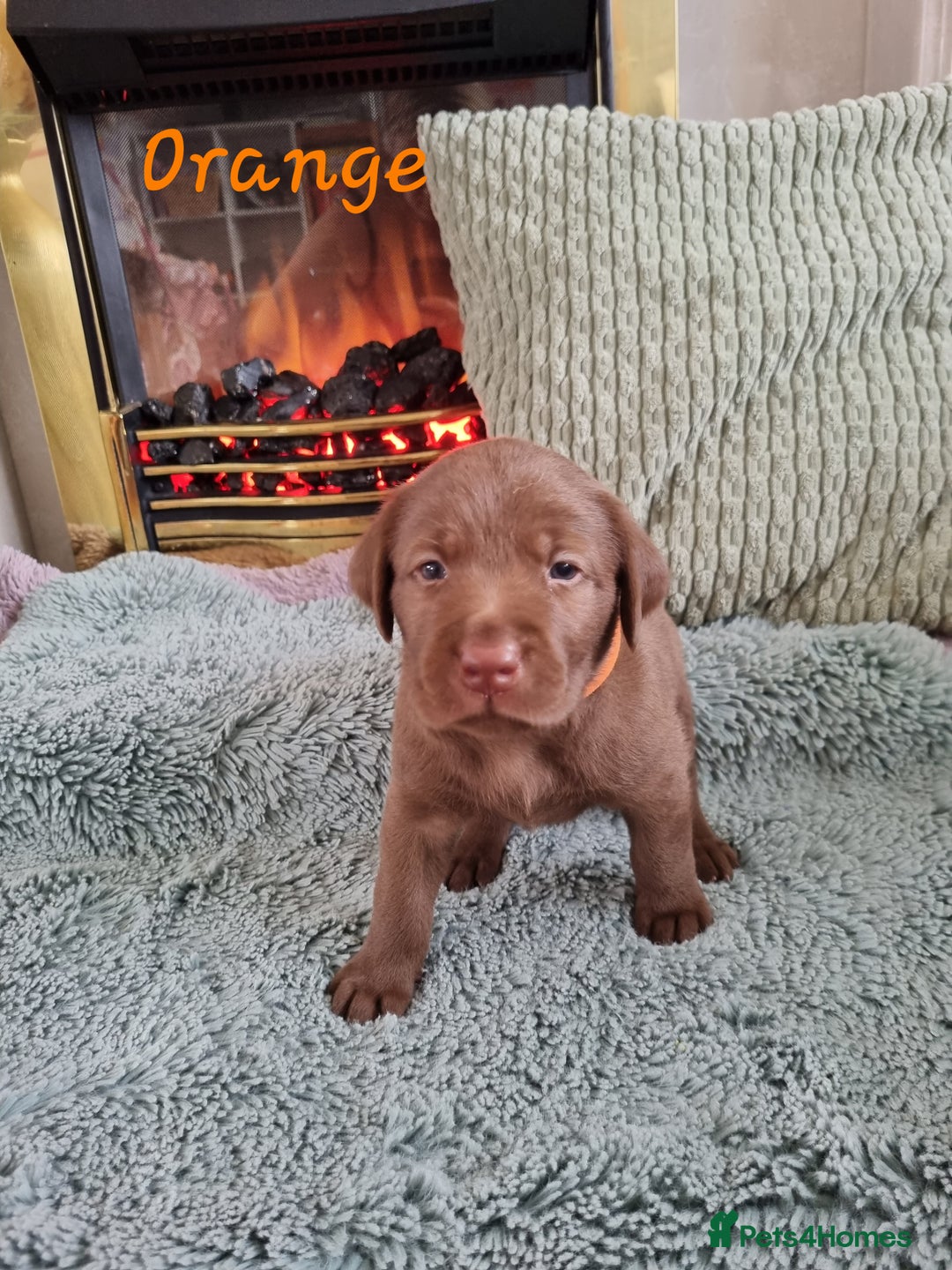 Labrador Retriever dogs for sale: Bundle of Chocolate Joy- Labrador Retrive Puppies - Image 6