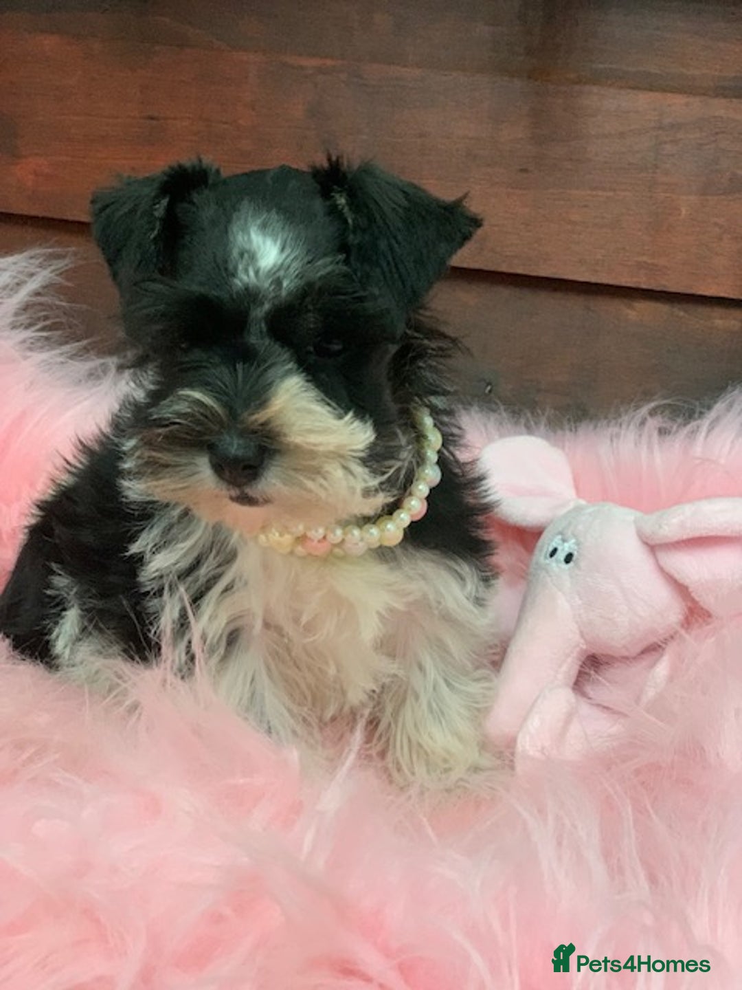 Miniature Schnauzer dogs for sale: 5* LICENSED. KC MINI ( TOY) SCHNAUZER LITTER - Advert 11