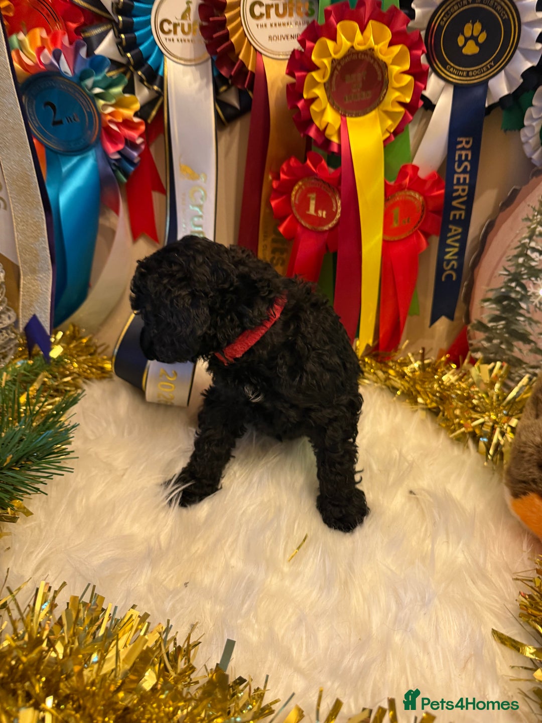 Standard Poodle dogs for sale: 1 KC Black standard poodle puppy - Advert 3