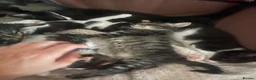 American Shorthair cats for sale: Kitten’s  - Advert 2