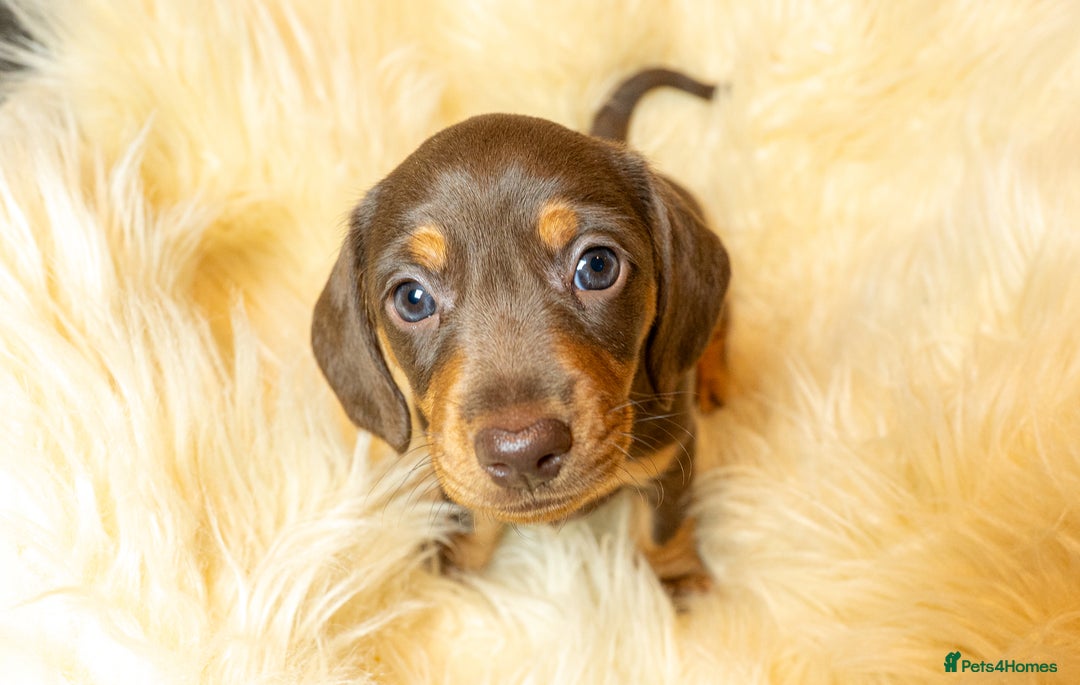 Miniature Dachshund dogs for sale: Miniature Dachshund - Advert 3