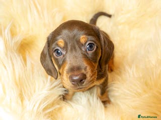 Miniature Dachshund dogs Miniature Dachshund - Advert 9