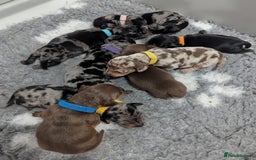 Miniature Dachshund dogs for sale: KC Registered miniature Dachshund Puppies - Image 11