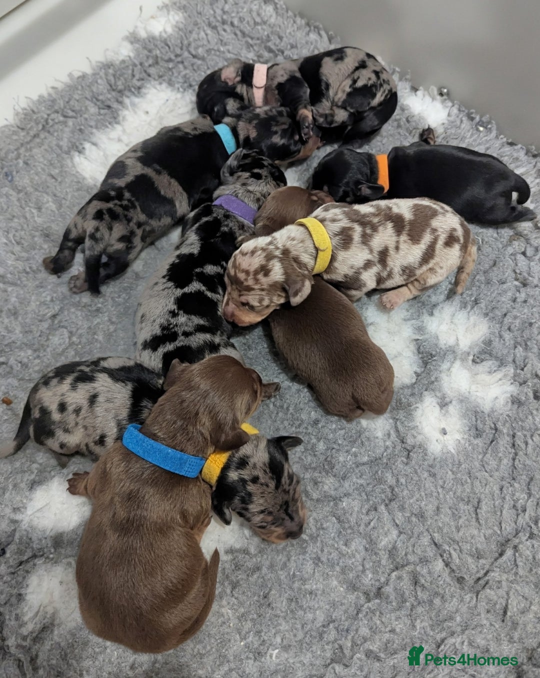 Miniature Dachshund dogs for sale: KC Registered miniature Dachshund Puppies - Image 11
