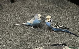 Budgerigars birds for sale: Budgies and cockatiel for sale - Advert 9