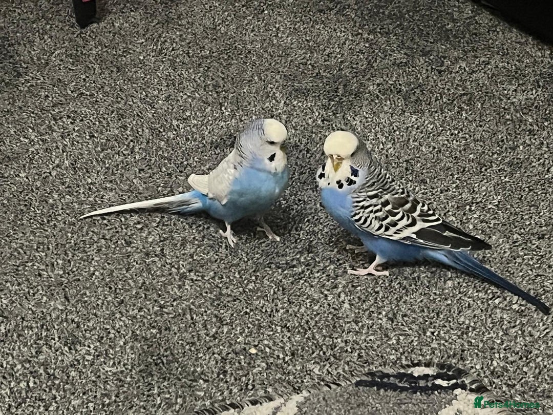 Budgerigars birds for sale: Budgies and cockatiel for sale - Advert 9
