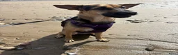 Mixed Breed dogs for sale: Are beautiful roxy - Advert 11