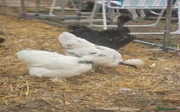 Chickens poultry for sale: Naked Neck Hens - Image 6