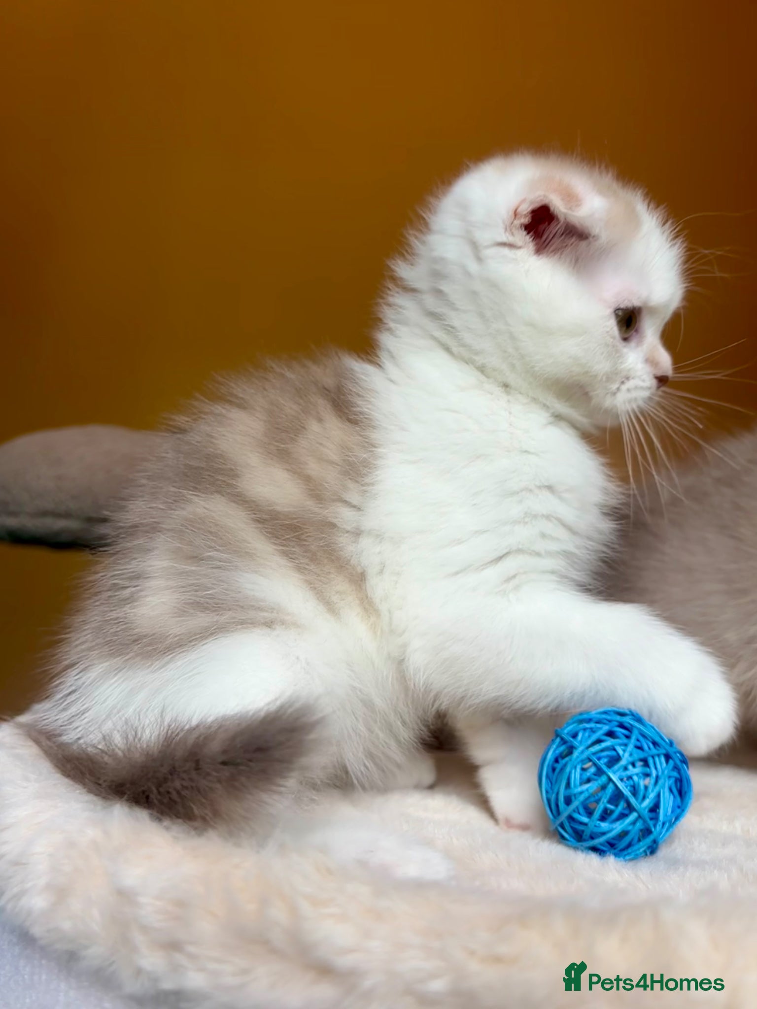 Scottish Fold cats for sale: Pedigree Adorable Scottish Fold Kittens  - Advert 13