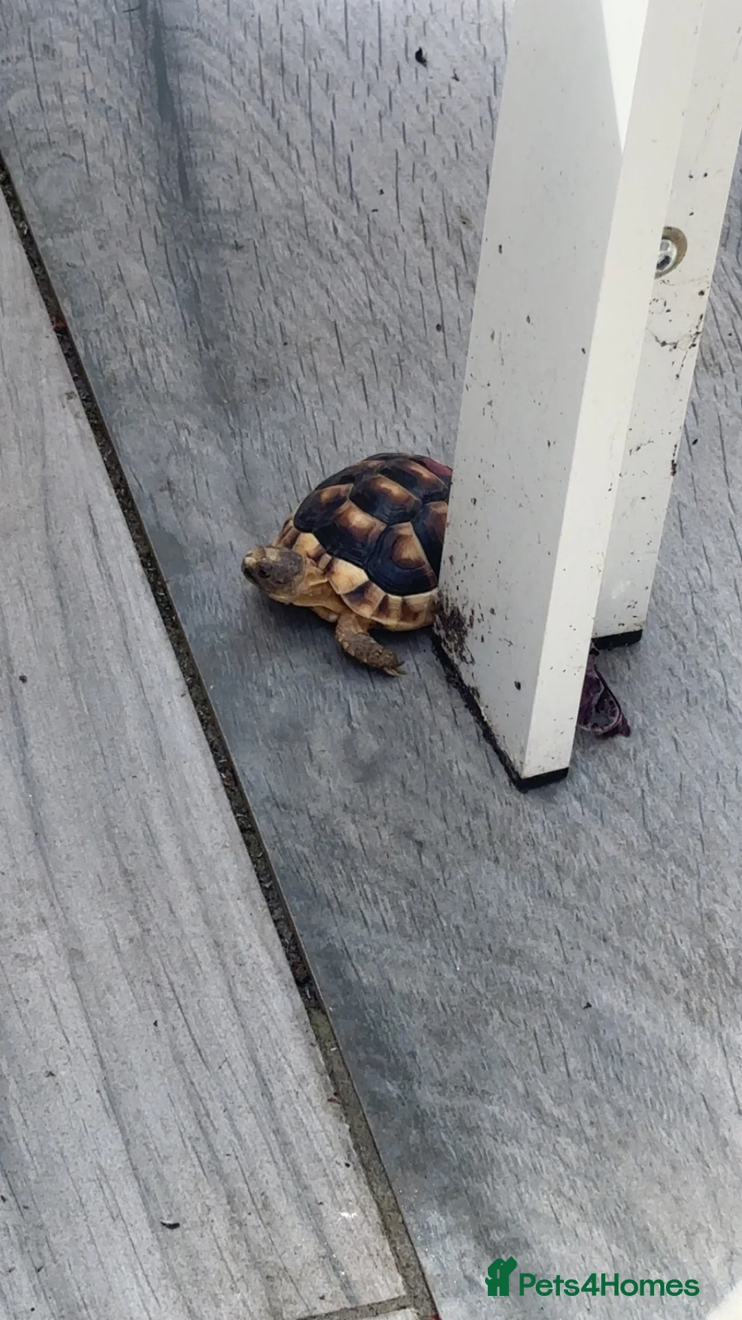 Tortoise reptiles for sale: Baby marginated tortoise for sale in Telford - Advert 7
