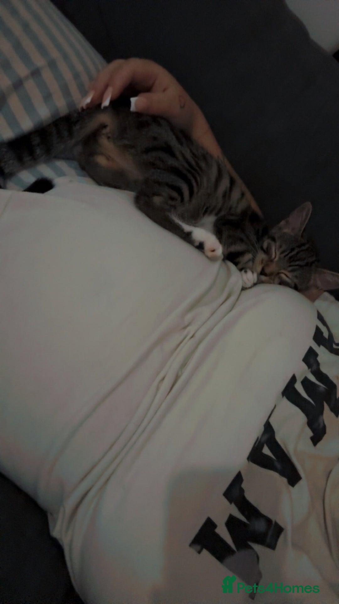 Bengal cats for sale: Winnie  - Advert 4