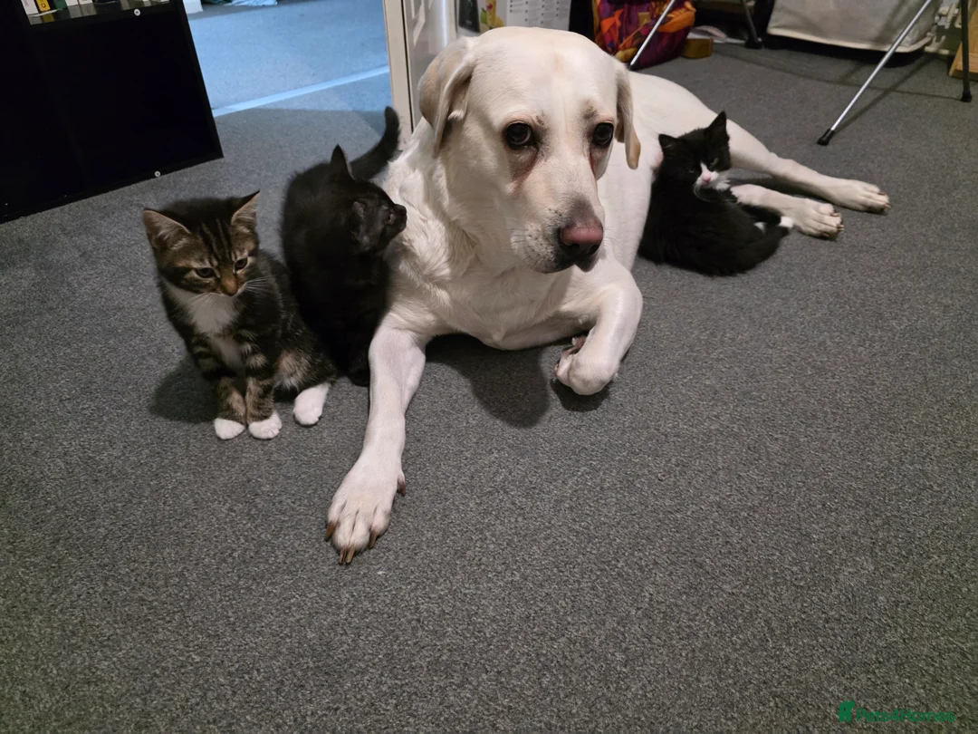 Mixed Breed cats for sale: Loveley Kittens looking for home - Advert 3