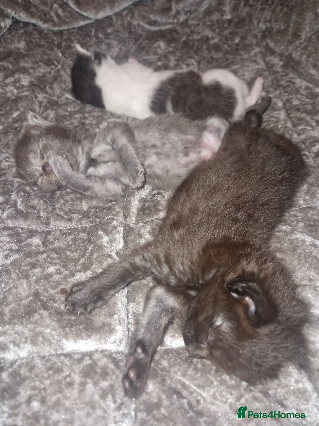 Mixed Breed cats for sale: 3 lovely kittens looking forever home ❤️💙💙 - Advert 2