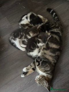 Mixed Breed cats Kittens for sale  - Advert 1