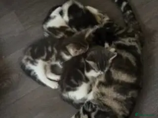Mixed Breed cats Kittens for sale - Advert 1