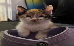Maine Coon cats for sale: Kittens for sale  - Image 5