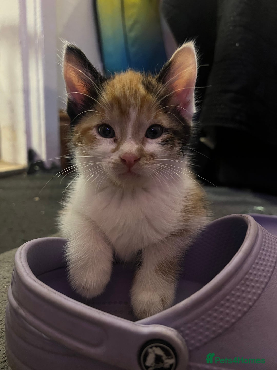 Maine Coon cats for sale: Kittens for sale  - Image 5